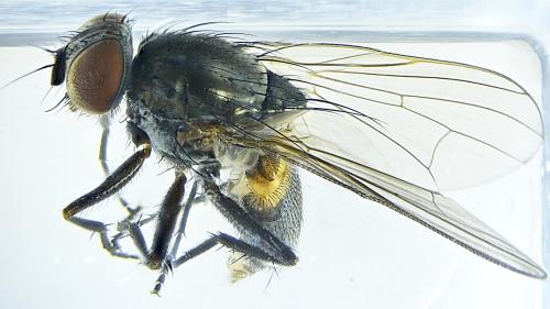 Réf. 307 173 : Fannia canicularis